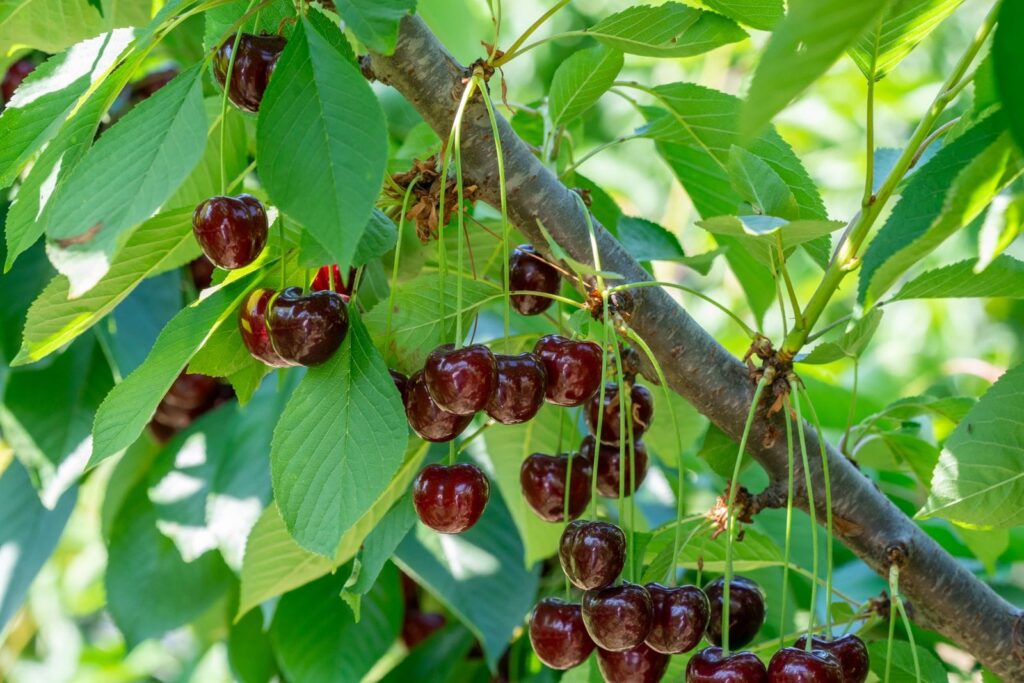 EMILIA ROMAGNA ECONOMY - Cherry Day a Castelfranco Emilia