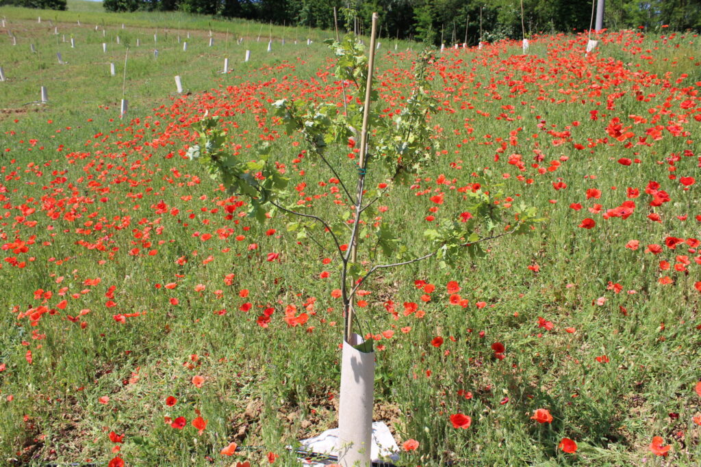 EMILIA ROMAGNA ECONOMY - I boschi perenni di KilometroVerdeParma|EMILIA ROMAGNA ECONOMY - I boschi perenni di KilometroVerdeParma|EMILIA ROMAGNA ECONOMY - I boschi perenni di KilometroVerdeParma|EMILIA ROMAGNA ECONOMY - I boschi perenni di KilometroVerdeParma