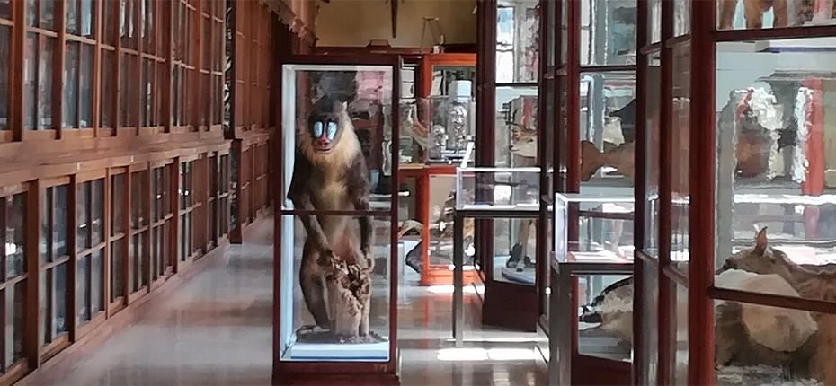 emilai romagna economy - PNRR: oltre 870mila euro allUniversità di Parma per Museo di Storia Naturale E CSAC