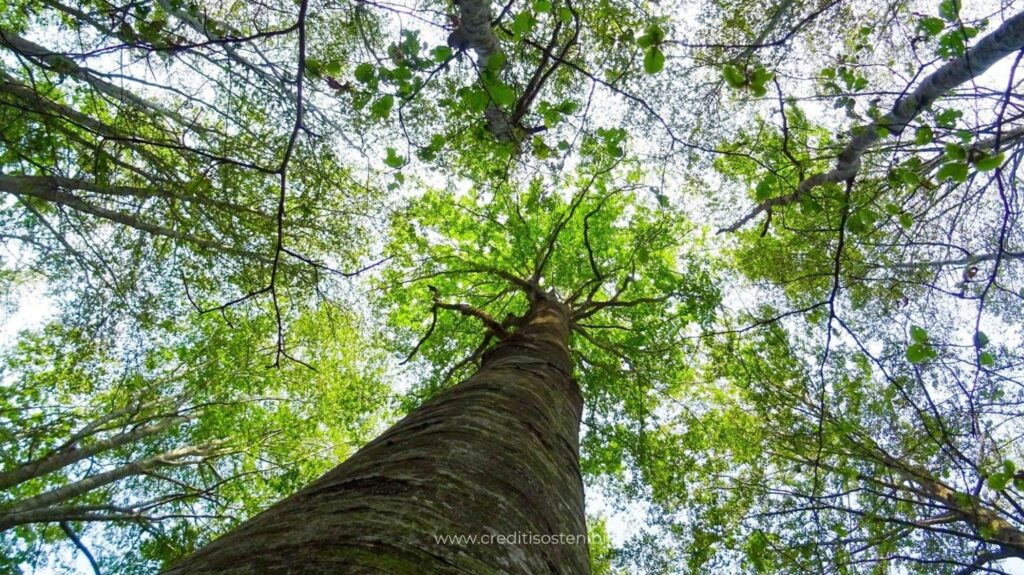 EMILIA ROMAGNA ECONOMY - Progetto Crediti di sostenibilità